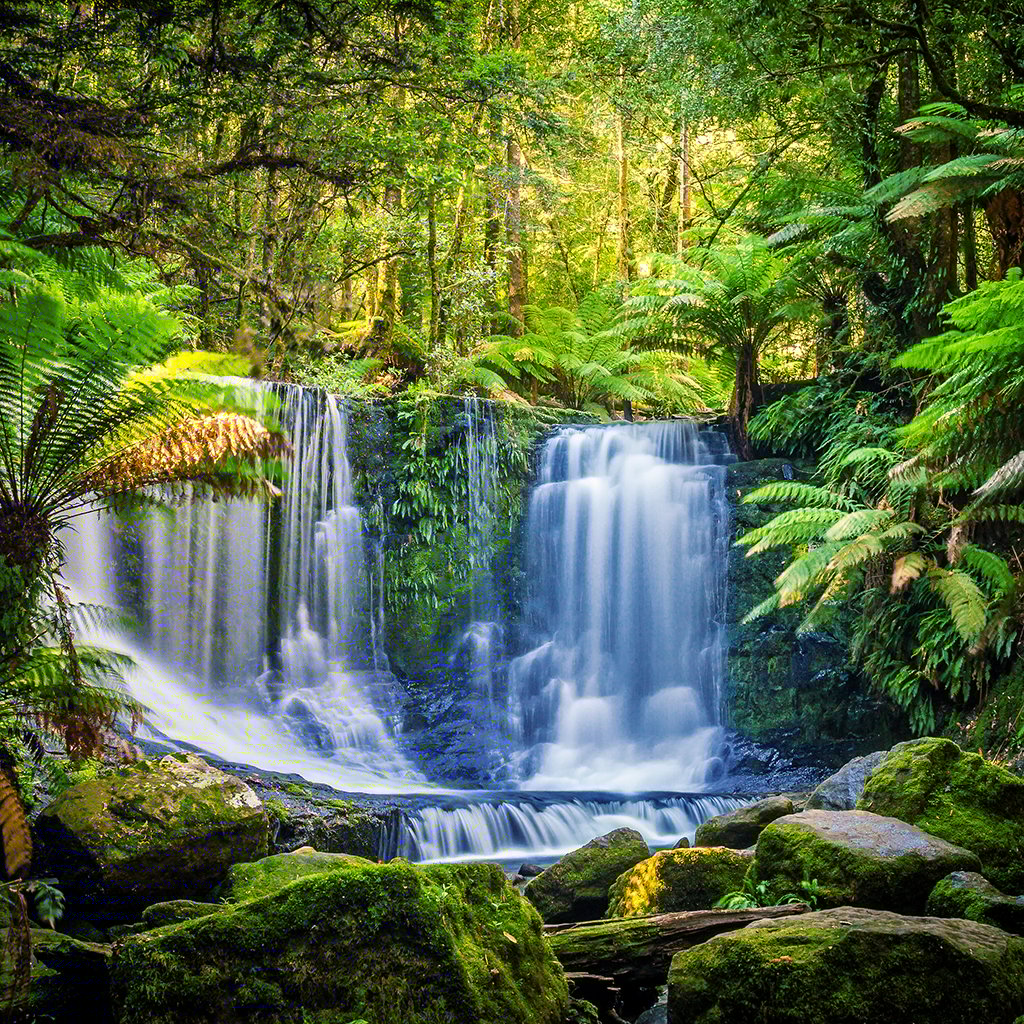 Rainforest Fragrance Oil 502